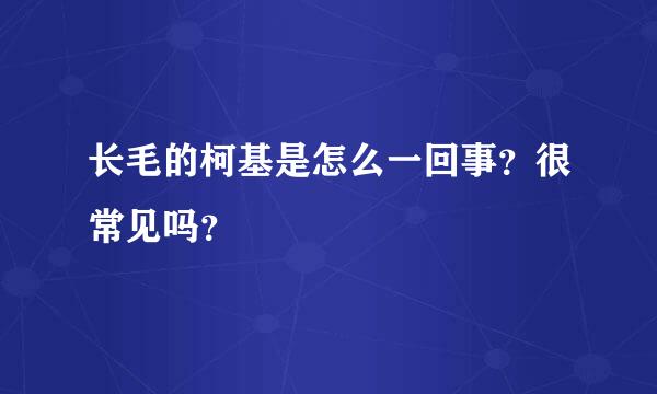 长毛的柯基是怎么一回事？很常见吗？