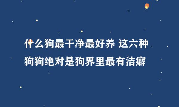 什么狗最干净最好养 这六种狗狗绝对是狗界里最有洁癖