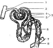 如图是一个肾单位的结构示意图，请据图回答下列问题：（1）图中的①和②分别为______、______，里面流的