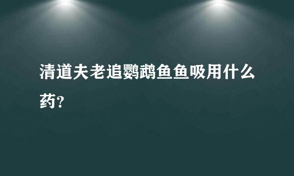 清道夫老追鹦鹉鱼鱼吸用什么药？