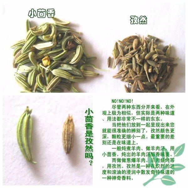 孜然和茴香的区别是什么？