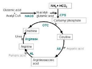 尿素循环的介绍