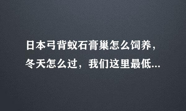 日本弓背蚁石膏巢怎么饲养，冬天怎么过，我们这里最低气温零下一度，