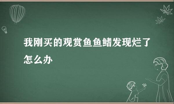 我刚买的观赏鱼鱼鳍发现烂了怎么办