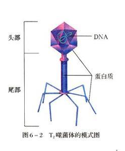 噬菌体是原核生物还是真核生物 还是非细