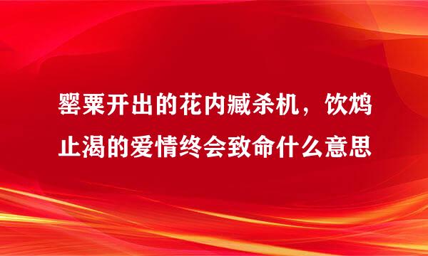 罂粟开出的花内臧杀机，饮鸩止渴的爱情终会致命什么意思