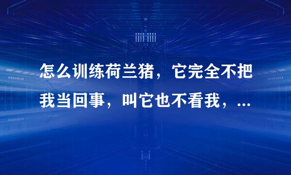 怎么训练荷兰猪，它完全不把我当回事，叫它也不看我，用手把它拿起来它还很害怕。怎么和它建立感觉让它们