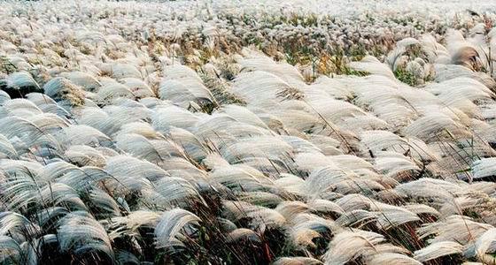 “荻花”的样子是什么样