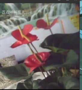 这个花的花语是什么？？