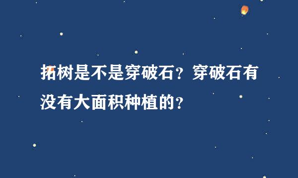 拓树是不是穿破石？穿破石有没有大面积种植的？