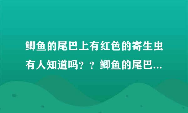 鲫鱼的尾巴上有红色的寄生虫有人知道吗？？鲫鱼的尾巴上有红色的寄生虫有人知道吗？？