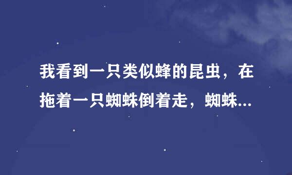 我看到一只类似蜂的昆虫，在拖着一只蜘蛛倒着走，蜘蛛并没死但非常乖，即使被放开也不跑。