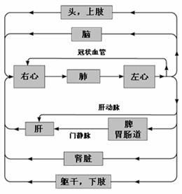 血管的流向（就是体循环啊，肺循环那些，谁有简单易懂的图）