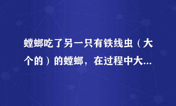 螳螂吃了另一只有铁线虫（大个的）的螳螂，在过程中大铁线虫会被螳螂咬死吗