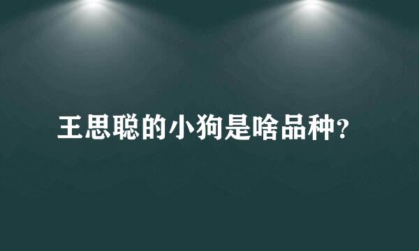 王思聪的小狗是啥品种？