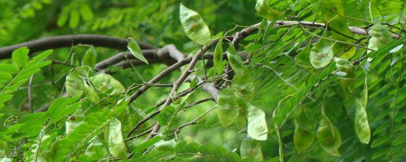 花枝木是什么？