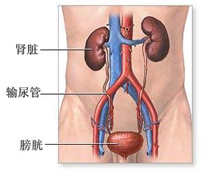 肾在哪个位置图