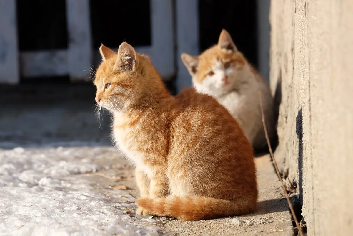 泸州一流浪猫脖子被人绑四只幼崽，流浪猫身上可能存在哪些危险？