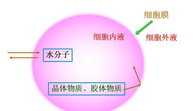 维持细胞外液渗透压的主要离子是什么？