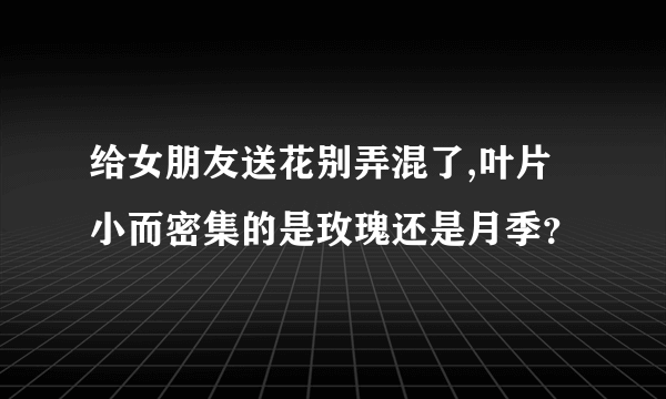 给女朋友送花别弄混了,叶片小而密集的是玫瑰还是月季？