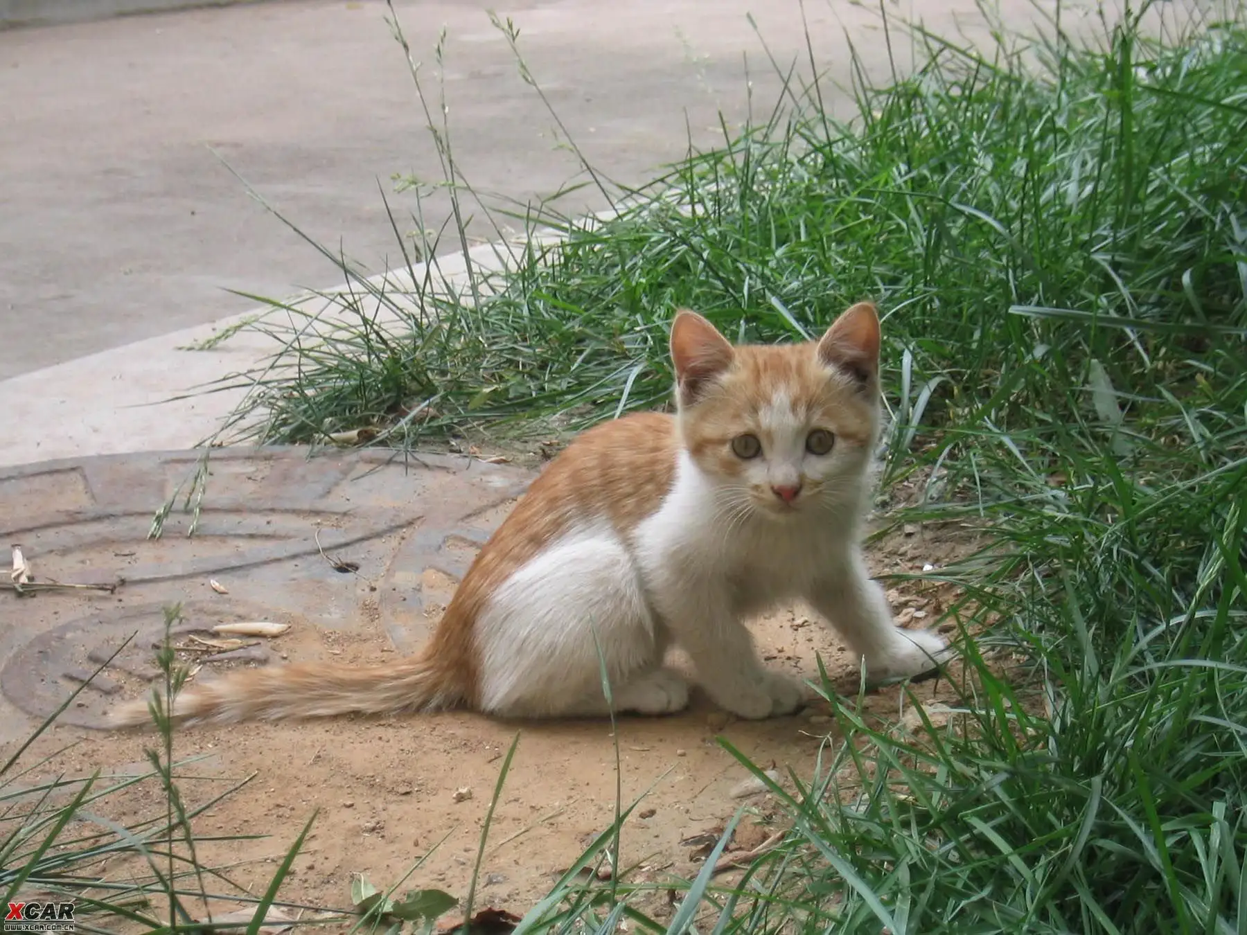 泸州一流浪猫脖子被人绑四只幼崽，流浪猫身上可能存在哪些危险？