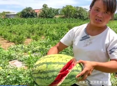 陕西一农妇家种的二千多个大西瓜被人半夜全部用刀砍割，对此你怎么看？