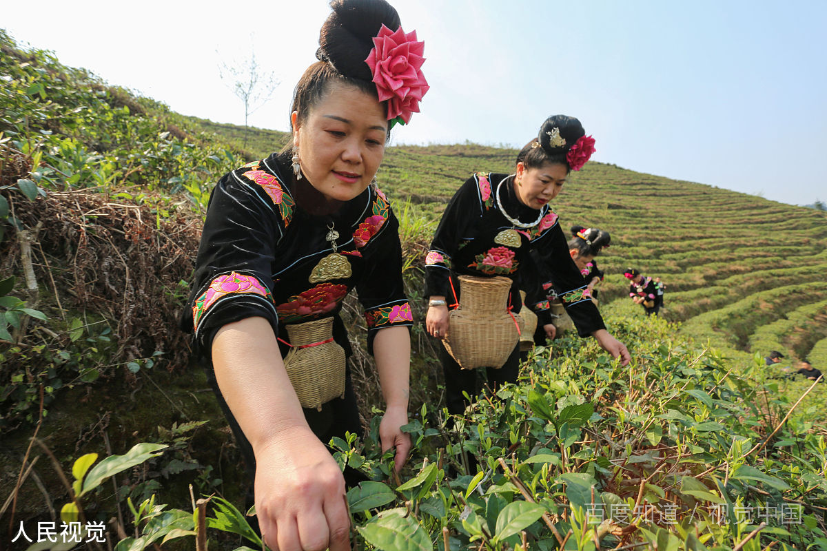 茶农称赤脚踩茶叶是传统工艺，这种传统工艺你能接受吗？