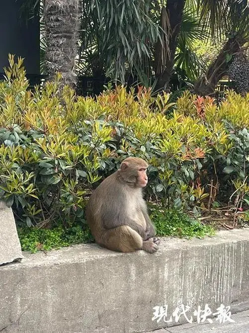 南京的网红猕猴归山受挫，挨了一顿揍！它的现状如何？