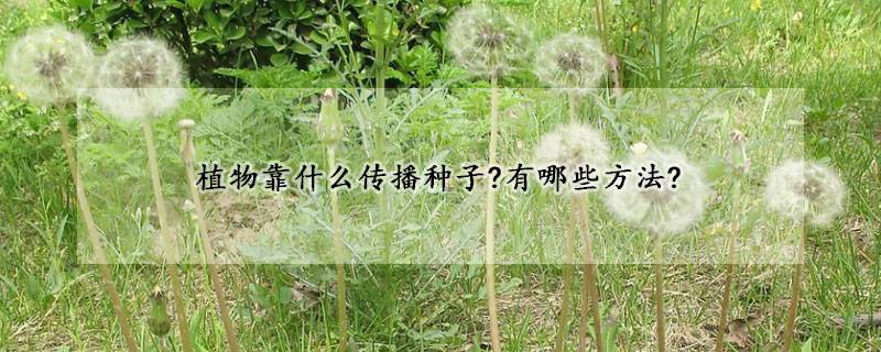 植物靠什么传播种子?有哪些方法?