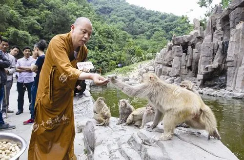 南京的网红猕猴归山受挫，挨了一顿揍！它的现状如何？