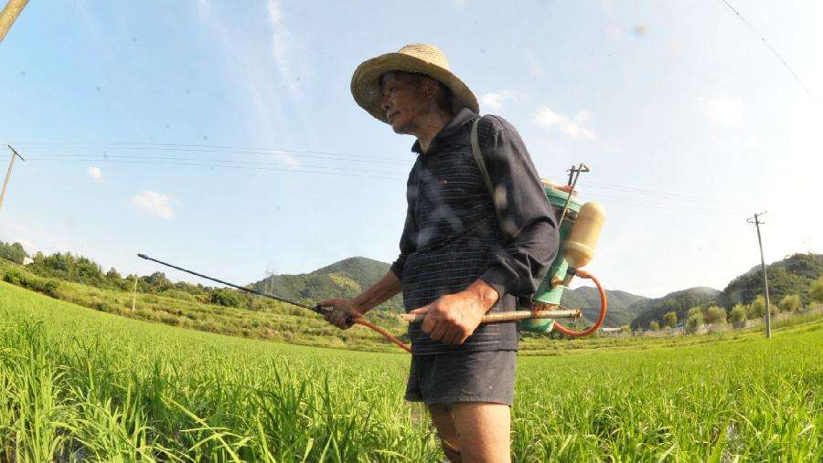 云南千亩竹林遭竹蝗啃食，面对竹蝗怎么防治？