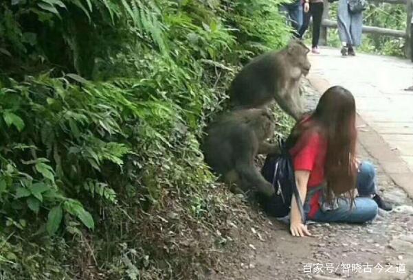 女子登山被猴子扒衣服薅头发，这种情况可以出手打猴吗？