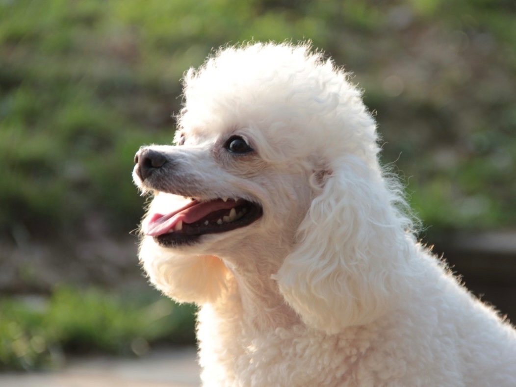 贵妇人犬的特点