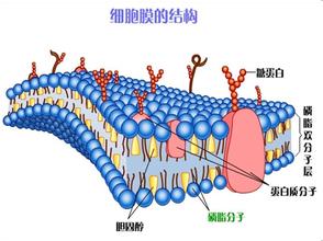 什么是磷脂分子层