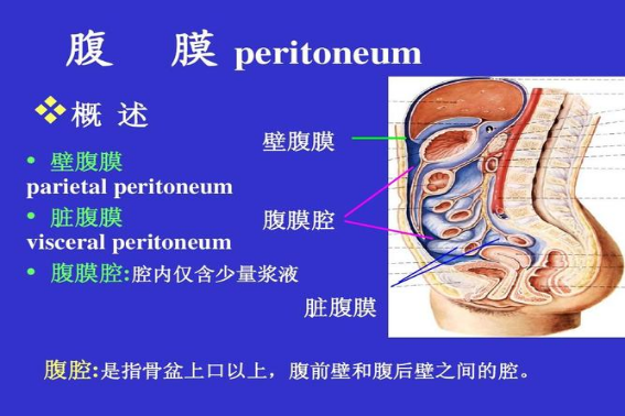 腹膜名词解释