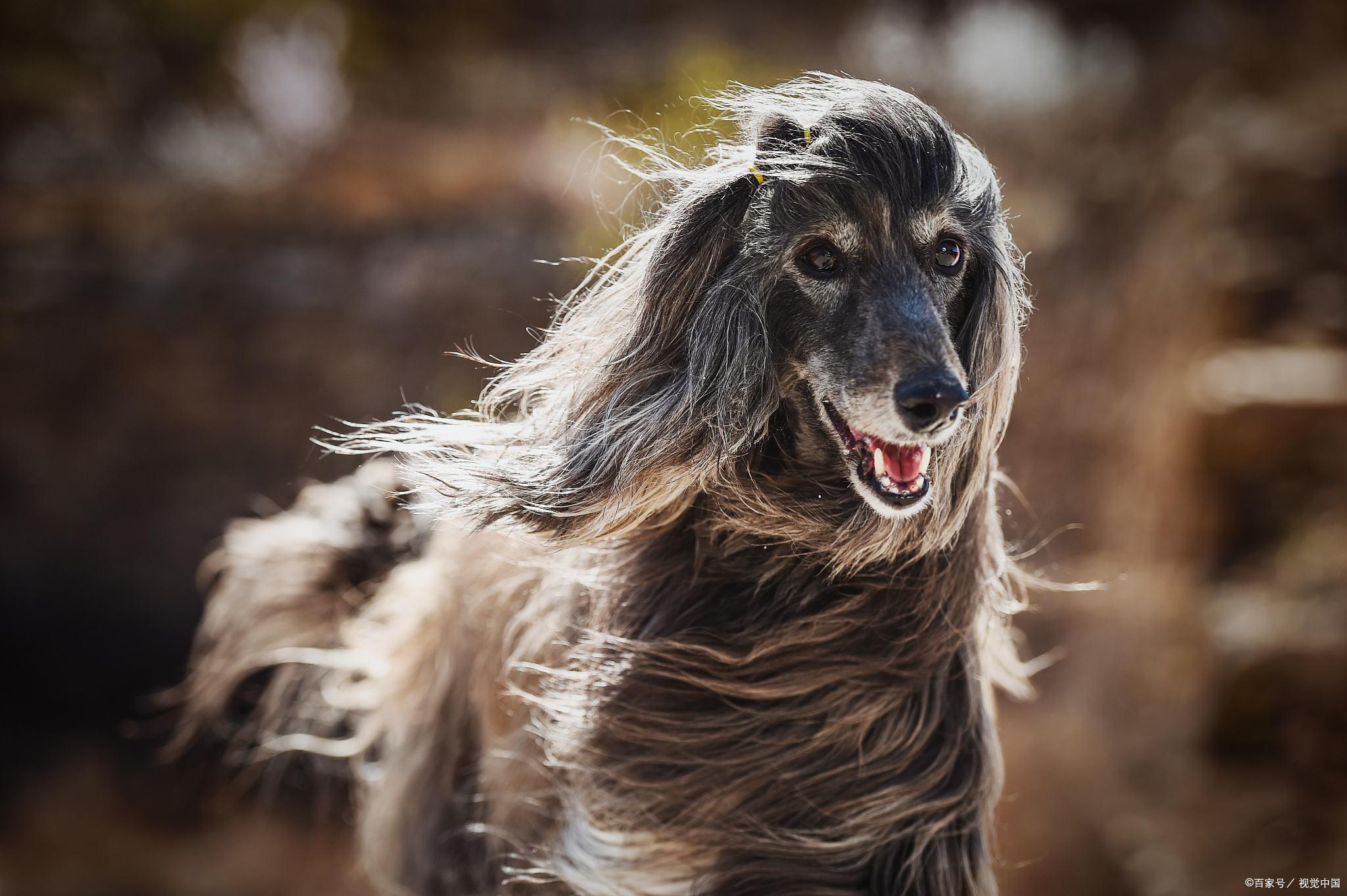 阿富汗猎犬拥有顺滑的长毛，充满贵族气质。阿富汗猎犬多少钱一只？