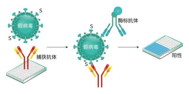 如果抗原检测显示阴性，是不是就意味着没有感染新冠病毒？