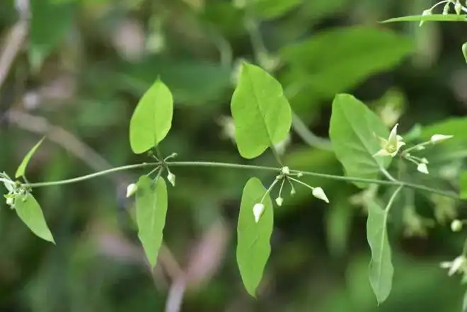 三峡地区又添植物新物种，为何网友会认为“三峡白前”到处都是很普遍呢？