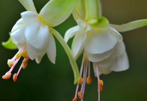 哪些种类的花能开出并蒂花，并蒂花有何含义？