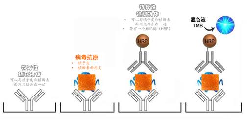 如果抗原检测显示阴性，是不是就意味着没有感染新冠病毒？