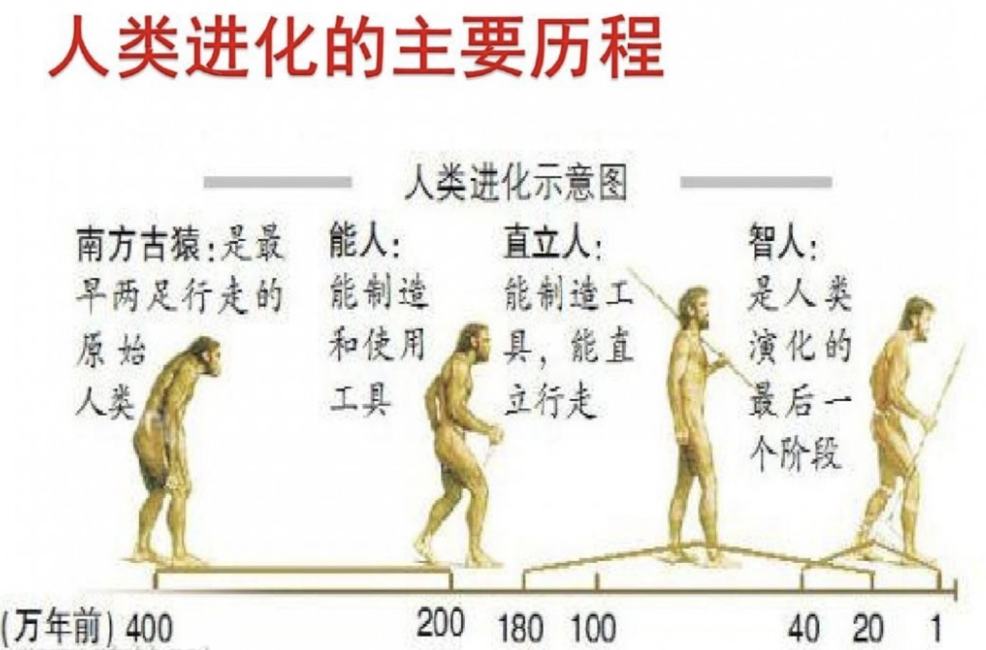 人类的起源(包括过程和原因)