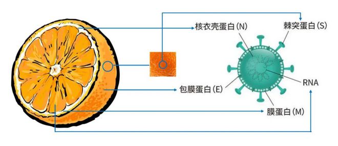 如果抗原检测显示阴性，是不是就意味着没有感染新冠病毒？