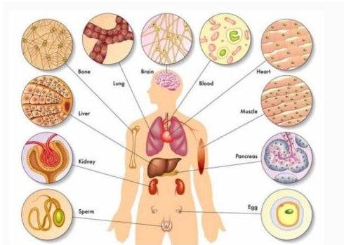 人体各个器官的位置是什么？
