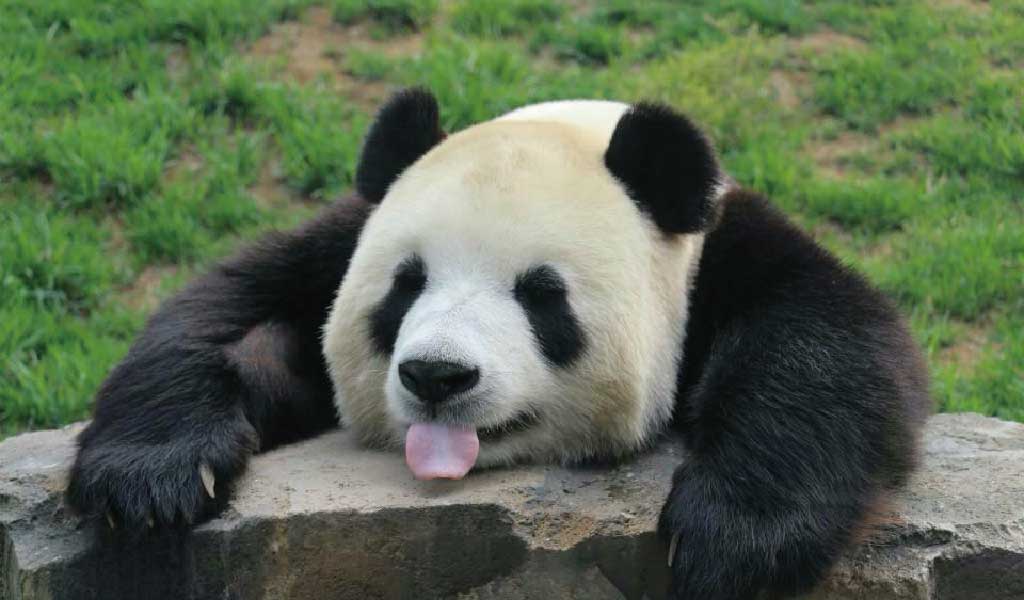 大熊猫因长相潦草走红，两只耳朵像散开的丸子头，与普通熊猫有何不同？