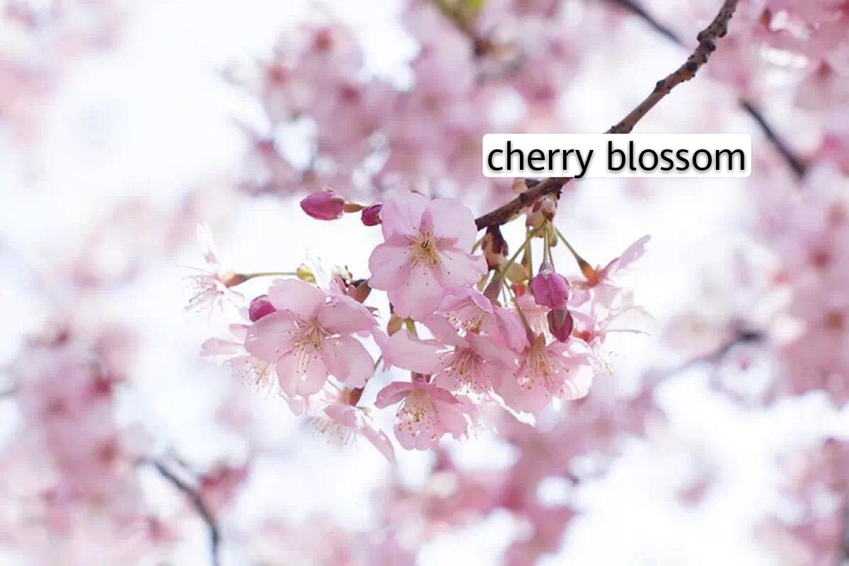 cherryblossom是什么意思