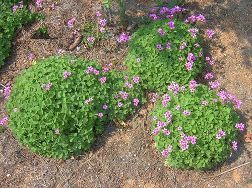 红花草是什么植物