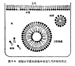 什么是磷脂分子层