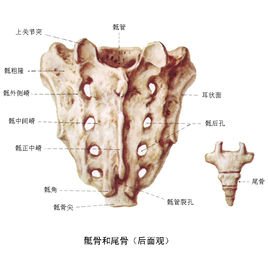 人都有尾巴骨吗