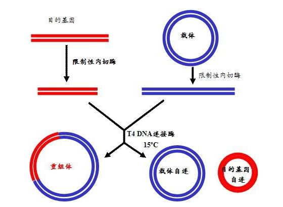 重组DNA技术包括哪四个步骤？