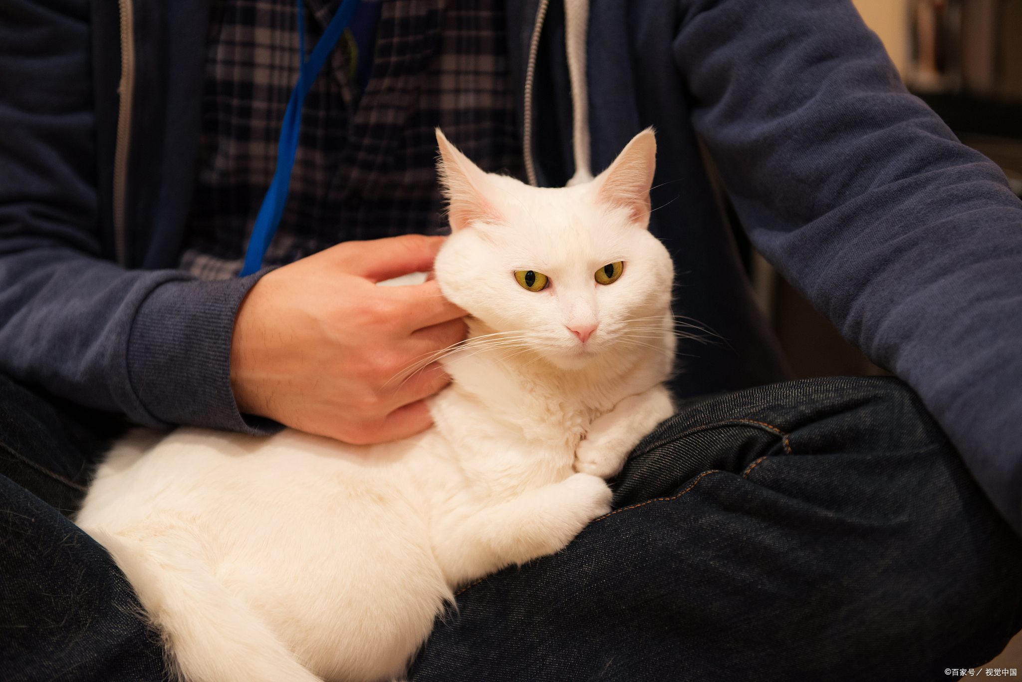 宠物猫得到越来越多人的宠爱，那么猫在哪个国家内受到严格保护呢？